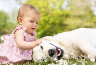 bebe chien