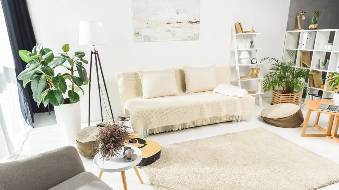 quelle plante mettre salon